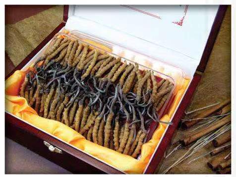 武山冬虫夏草回收